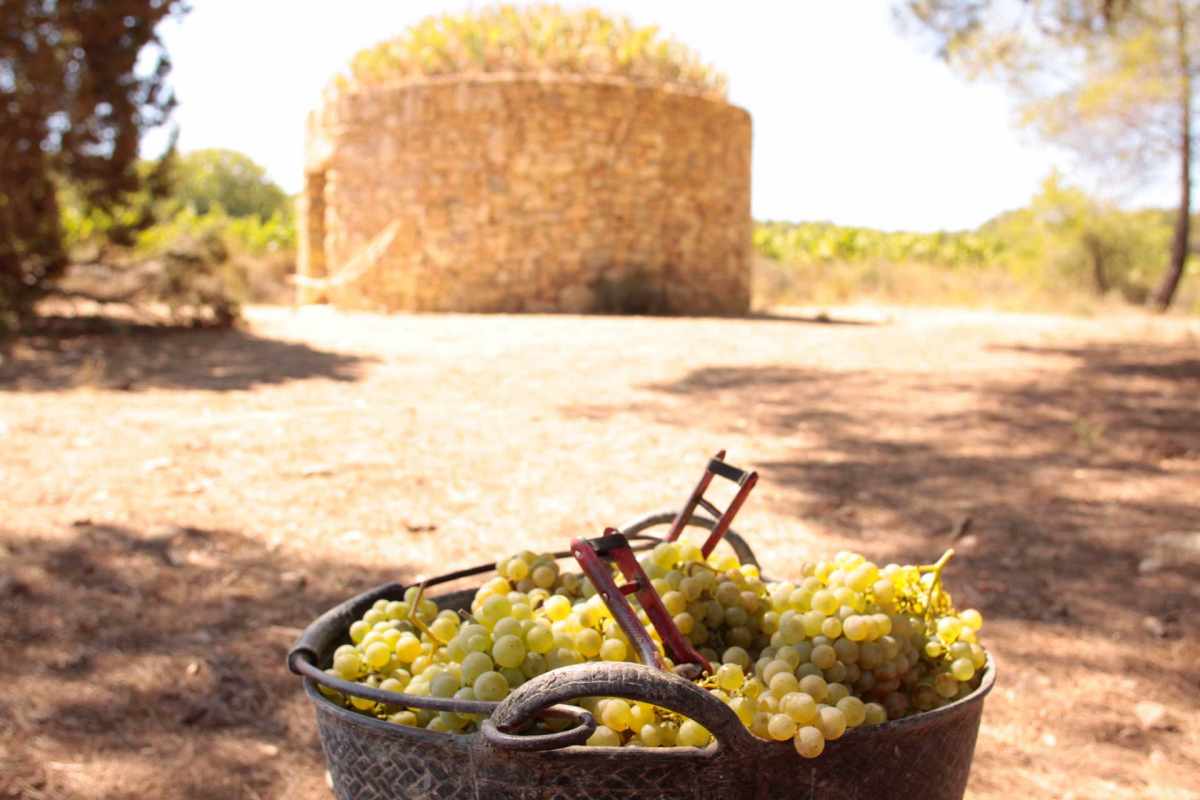 barraca entre vinyes - experiència viticultor